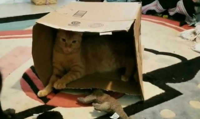 Ο Ντέιβ και η Τουίνκι «παλεύουν» για μια... κούτα!