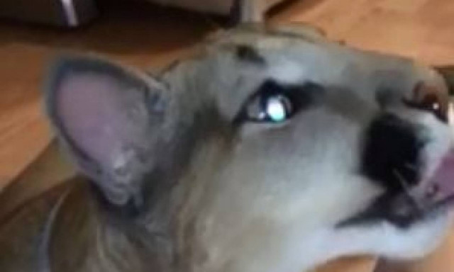 Viral: Τον λένε… Μέσι και αυτό είναι το αγαπημένο του φαγητό (vid)