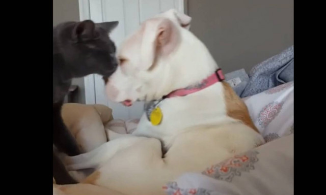 Απίστευτη αντίδραση γάτας όταν φέρνουν στο σπίτι ένα κουταβάκι (vid)