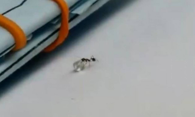 Μυρμήγκι με... ακριβά γούστα «κλέβει» διαμάντι από κοσμηματοπωλείο! (vid)