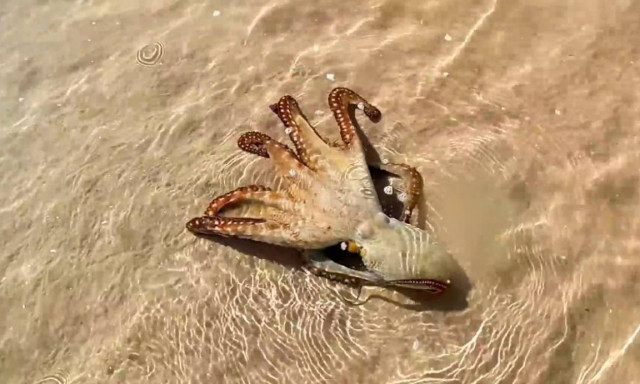 Οικογένεια έσωσε τη ζωή ενός χταποδιού - Δείτε πώς τους «είπε» ευχαριστώ (vid)