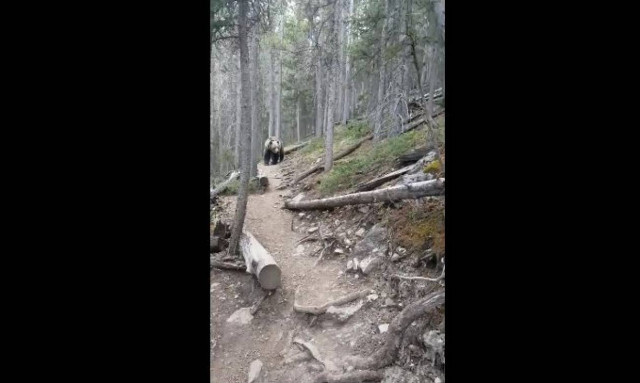 Μια ολίγον... τρομακτική συνάντηση (vid)