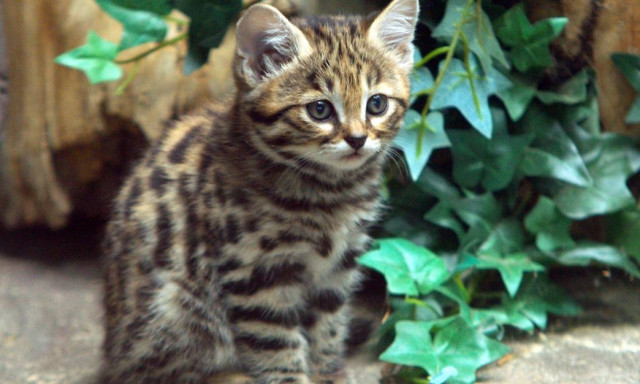 Απίστευτο: Το φονικότερο αιλουροειδές του κόσμου είναι μία «γατούλα» 40 εκατοστά