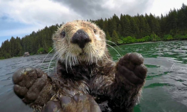 Αυτή η μικρή ενυδρίδα δεν μπορεί να κοιμηθεί αν δεν... (vid)