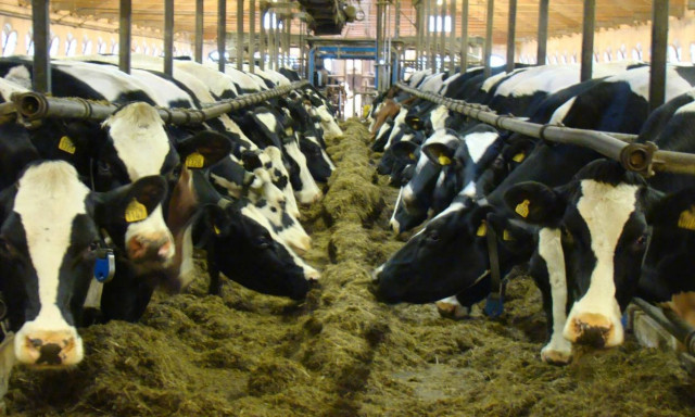 Απίστευτο: Χρέωναν απελπισμένους μετανάστες με 200 ευρώ το μήνα για να κοιμούνται σε στάνη (Pics)