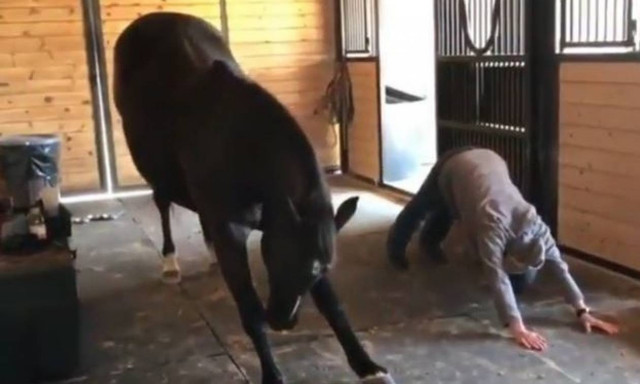 Το άλογο της φάρμας που την είδε… μάστερ της γιόγκα! (vid)