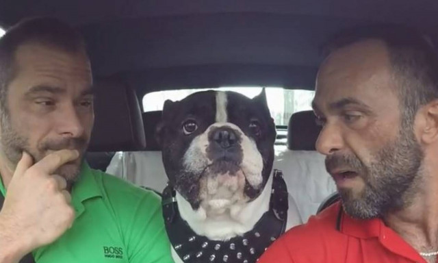 Πόσες ξένες γλώσσες «μιλάει» αυτός ο σκύλος; Η απάντηση θα σας εντυπωσιάσει (vid)