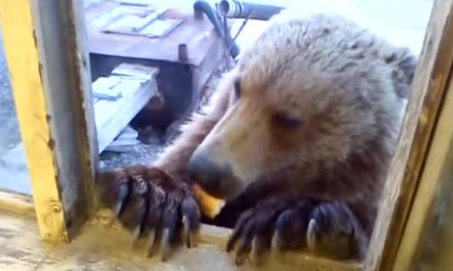 Αρκούδα μπήκε σε αποθήκη να βρει φαγητό - Δεν φαντάζεστε πώς αντέδρασε εργάτης μόλις την είδε (vid)