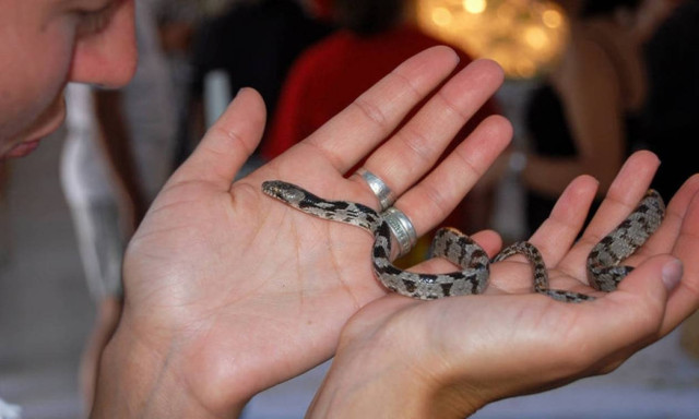 Annual appearance of ''Virgin Mary's snakes'' brings tourists to Cephalonia island