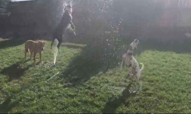 Η επιτομή της αγνής διασκέδασης «έρχεται» από αυτό τον... σκύλο (vid)