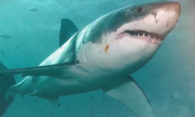 Εντυπωσιακό βίντεο: Αυτά είναι τα μεγαλύτερα ζώα στον κόσμο