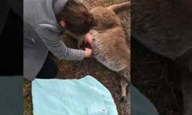 Οδηγός ξεγέννησε καγκουρό από την κοιλιά της νεκρής μαμά του (vid)