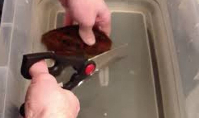 Εντυπωσιακό: Δείτε άνδρα να ξεγεννά... καρχαρία! (vid)