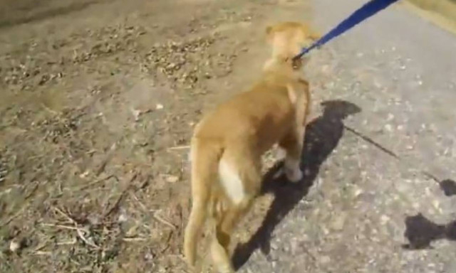 Η απίστευτη αντίδραση σκύλου όταν βλέπει τη μητέρα του μετά από τρεις μήνες (vid)