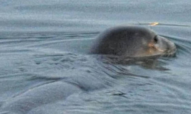 Φώκια στο λιμάνι του Ηρακλείου