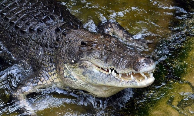 Τραγικό: Σκάφος με πρόσφυγες προσάραξε σε περιοχή με κροκόδειλους και έκτοτε αγνοούνται