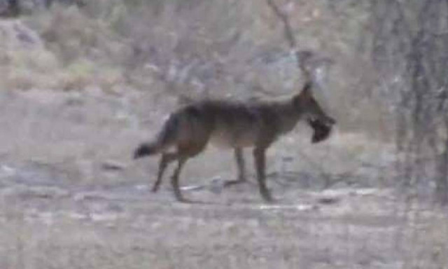 Πλήθος κογιότ περιφέρονται σε γειτονιά σκορπίζοντας τον τρόμο στους κατοίκους (vid)