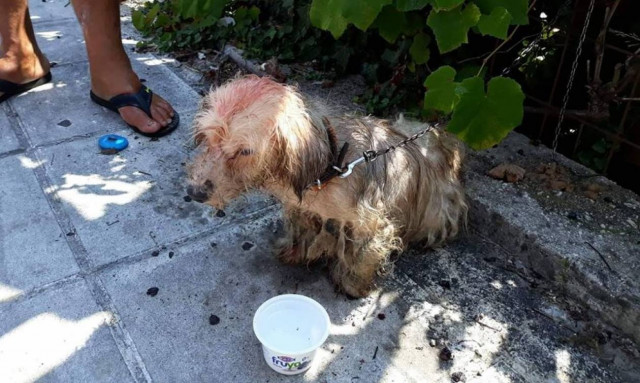 Απάνθρωπες εικόνες στην Κέρκυρα: 62χρονος έλουσε με πετρέλαιο σκυλάκι και το έδεσε σε κολόνα της ΔΕΗ