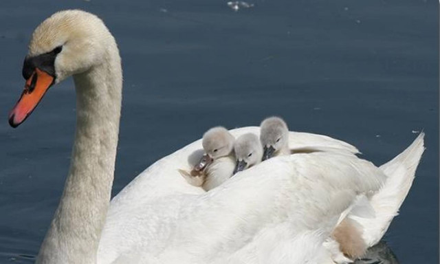Απίστευτα πλάνα: Οικογένεια κύκνων σταμάτησε την κυκλοφορία σε δρόμο της Δανίας (vid)