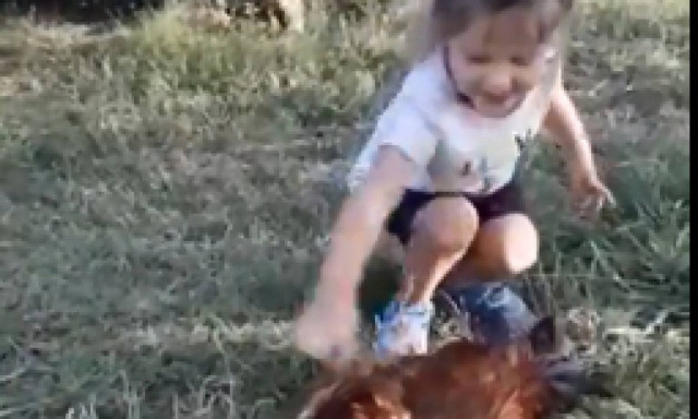 Κοριτσάκι vs κόκορας σημειώσατε… Χ (vid)