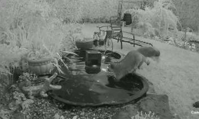 Ρακούν απολαμβάνουν το παιχνίδι τους σε αυλή σπιτιού (vid)