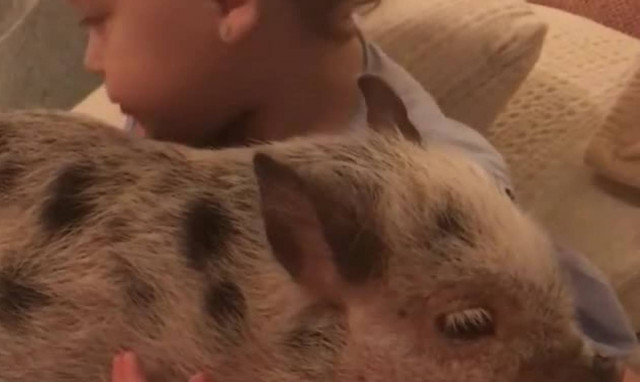 Κοριτσάκι είναι ενθουσιαμένο με το νέο του κατοικίδιο, ένα ... γουρουνάκι (vid)