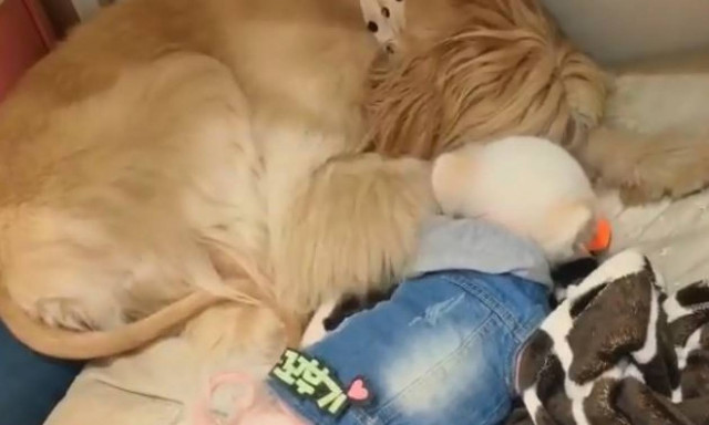 «Φύγε σου λέω!»: Της γάβγιζε συνέχεια και η σπρωξιά δεν άργησε να έρθει (vid)