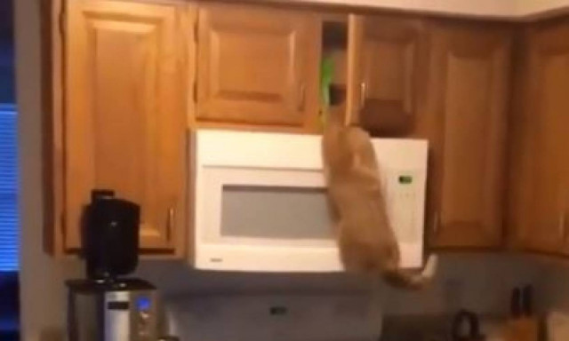 Η γάτα την είδε… Spiderman! (vid)