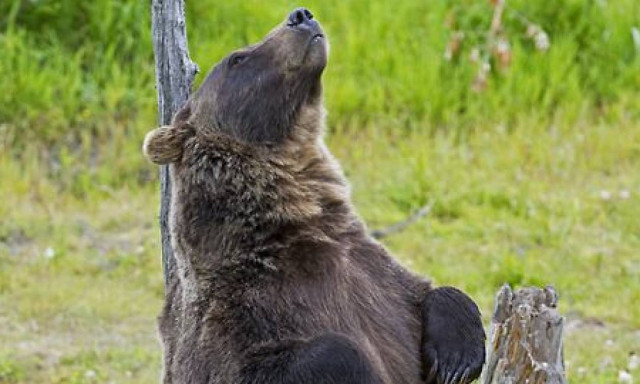 Δείτε καφέ αρκούδα να ξύνεται σε δέντρο (vid)