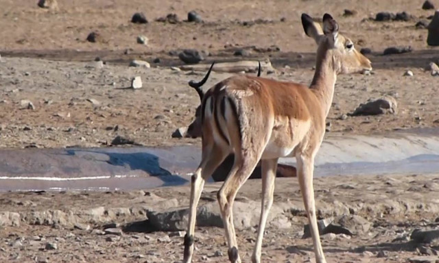 Οδηγός σώζει ελάφι που έχει «κολλήσει» σε λασπόνερα (vid)