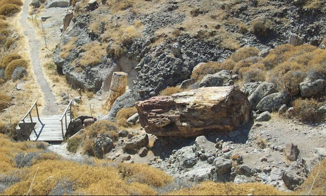 Την έπιασαν στα «πράσα» να κλέβει κομμάτια από το απολιθωμένο δάσος στη Μυτιλήνη (pics-vid)