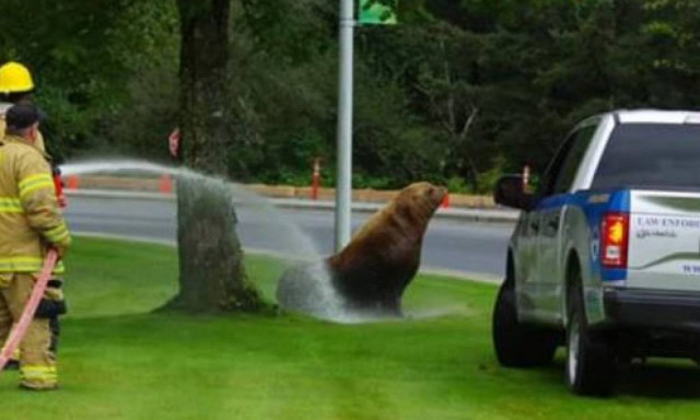 Αλάσκα: Περιπέτεια για θαλάσσιο λιοντάρι - Περιπλανιέται τρεις ημέρες και δεν βρίσκει τον ωκεανό
