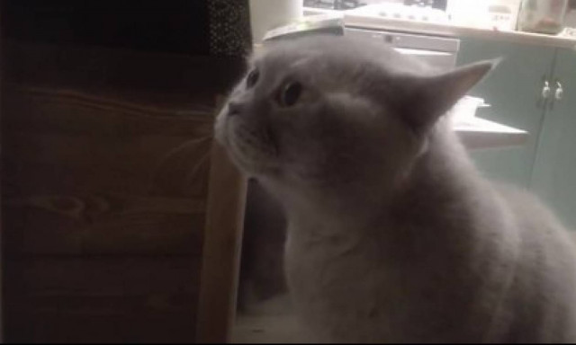 Δείτε την αντίδραση γάτας όταν το αφεντικό της δεν την αφήνει να βγεί έξω (vid)