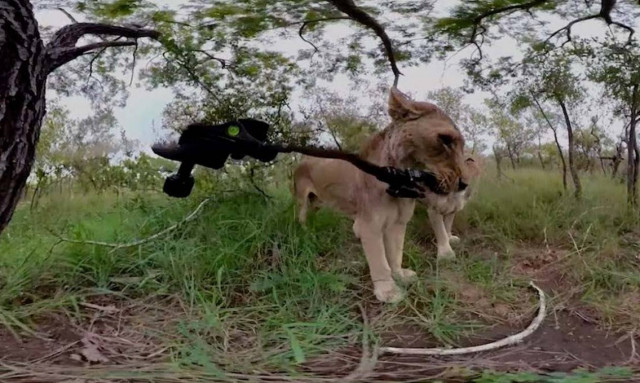 Πεινασμένο λιοντάρι τρώει την κάμερα φωτογράφου (vid)
