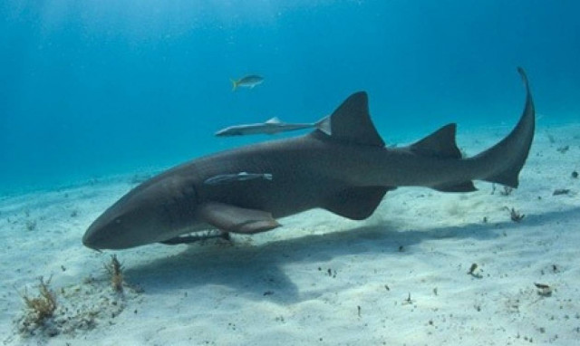 Αυτός είναι η ντροπή όλων των καρχαριών! Τρώει μόνο...