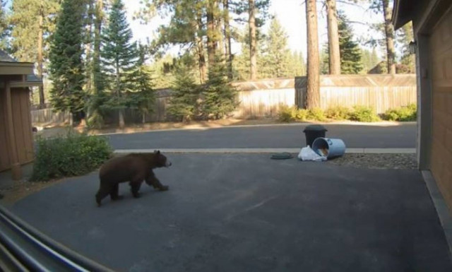 Αυτή είναι μια άπληστη και... λαίμαργη αρκούδα (vid)