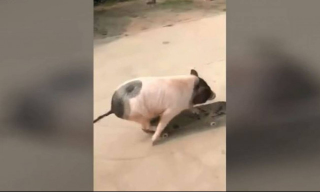 Κι όμως δεν σας γελούν τα μάτια σας - Ένα γουρούνι κάνει σκέιτ (vid)