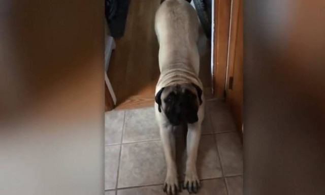 Αυτός ο σκύλος δεν αντιλαμβάνεται ότι είναι πολύ... μεγάλος για αγκαλίτσες (vid)