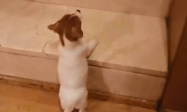 Το viral κουτάβι που έχει «λιώσει» το Internet (vid)