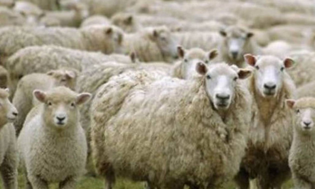 Βοιωτία: Αγνοείται 84χρονος βοσκός - Τον ψάχνουν όλοι οι χωριανοί του