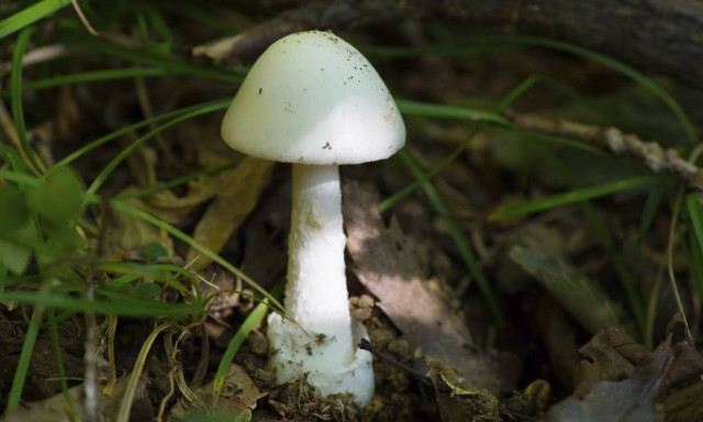 Κώδωνας κινδύνου: Τα μανιτάρια εγκυμονούν θανάσιμους κινδύνους για τους μετανάστες