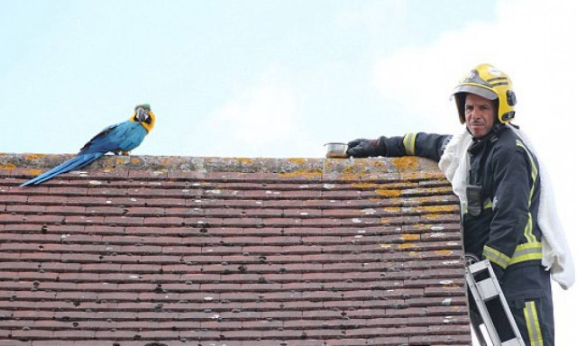 Πυροσβέστες πήγαν να σώσουν παπαγάλο κι εκείνος τους… έβριζε στα ελληνικά! (pics&vid)