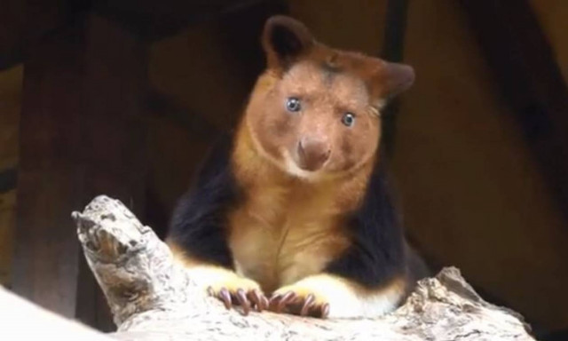 «Καλημέρα κόσμε» από την πιο γλυκιά... φατσούλα (vid)