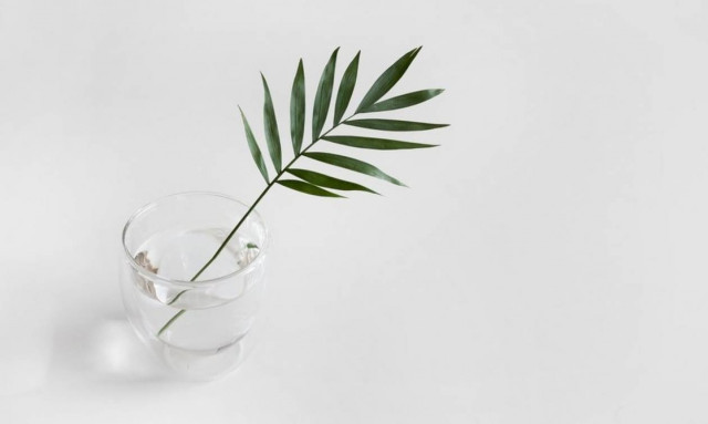 Φοιτητικό σπίτι: Πέντε φυτά για να διώξεις το άγχος