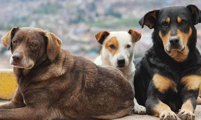 Ηράκλειο: Στον εισαγγελέα 66χρονος που μάζευε αδέσποτα για να τα πουλήσει σε ξένους