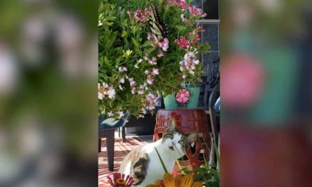 Όταν η ομορφιά της φύσης μαγεύει ακόμα και τις... γάτες! (vid)