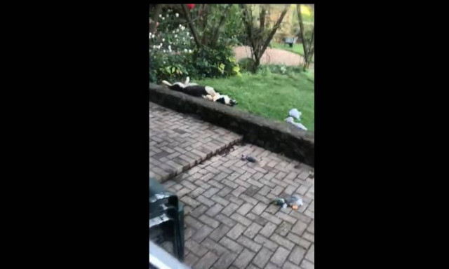 Όταν δεν βρίσκεις τα κλειδιά σου, γυρίζοντας από ξενύχτι (vid)