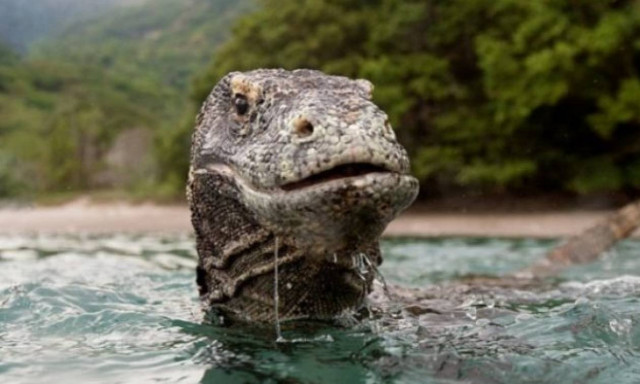 Γενναίος φωτορεπόρτερ τα έβαλε με Δράκους του Κομόντο μέσα στο νερό και βγήκε ζωντανός (vid)