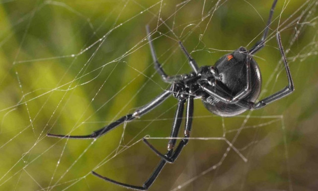 Φωτογραφίες Αιτωλικό: Πέπλο αράχνης «κατάπιε» 300 μέτρα βλάστησης (pics&vid)