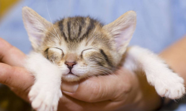 Χρηματοδότηση Δήμων για τη λειτουργία καταφυγίων αδέσποτων ζώων συντροφιάς